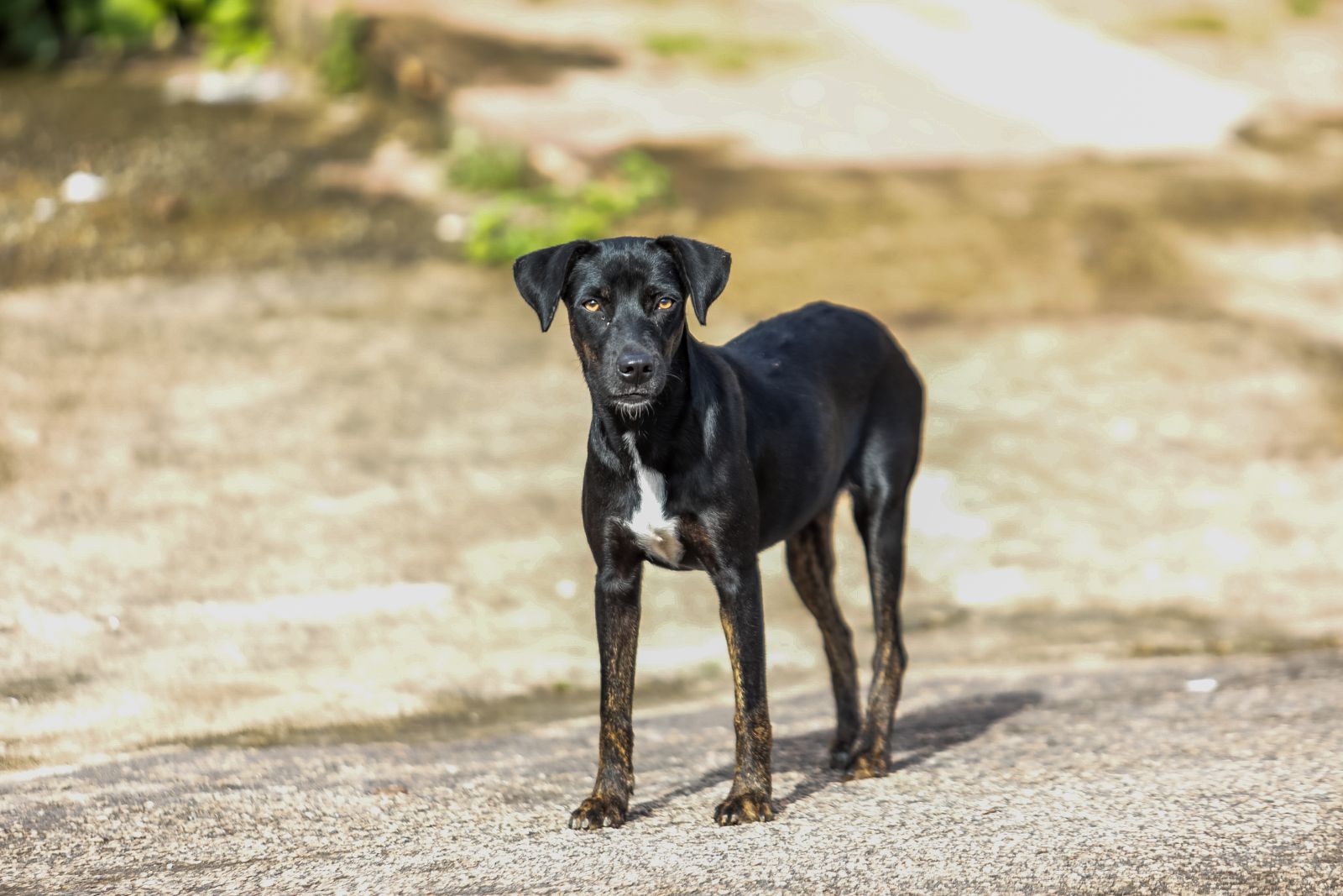 O mês de abril é dedicado ao combate à crueldade animal 